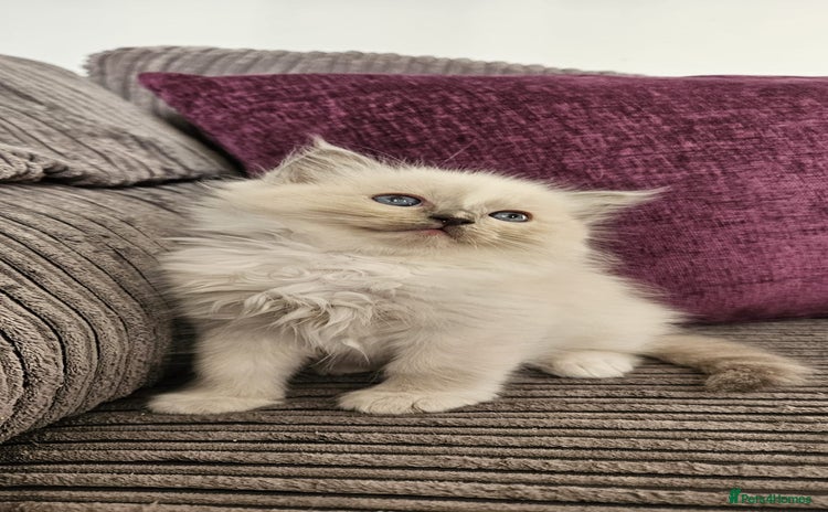 Ragdoll cats - Advert 13