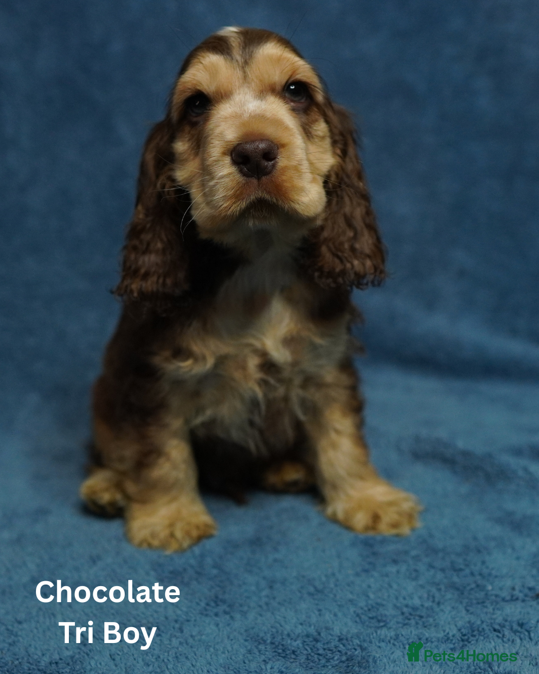 Cocker Spaniel dogs for sale: DNA Tested parents, Quality, Show Type puppies - Advert 14
