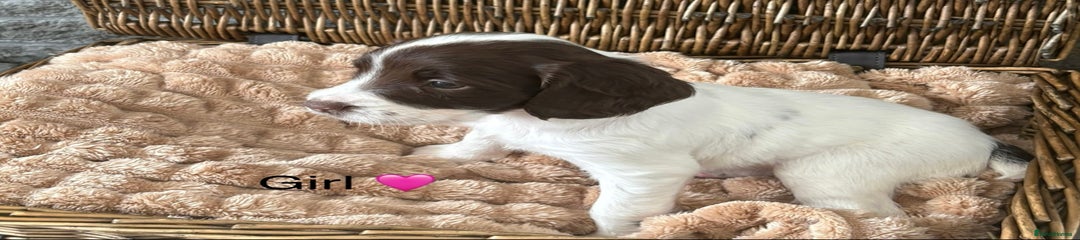 English Springer Spaniel Puppy 4