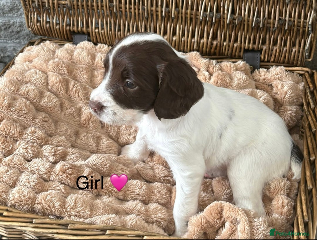 English Springer Spaniel dogs for sale: kc registered springer spaniel pups  - Image 7
