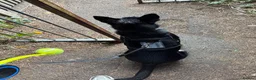 Mixed Breed dogs for sale: Kelpie x Border Collie 11 Month Old Puppy Rehome  - Advert 10