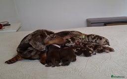 Miniature Dachshund dogs for sale: ❤️ 5 Adorable Mini Dachshund Puppies Ready to Love - Image 1