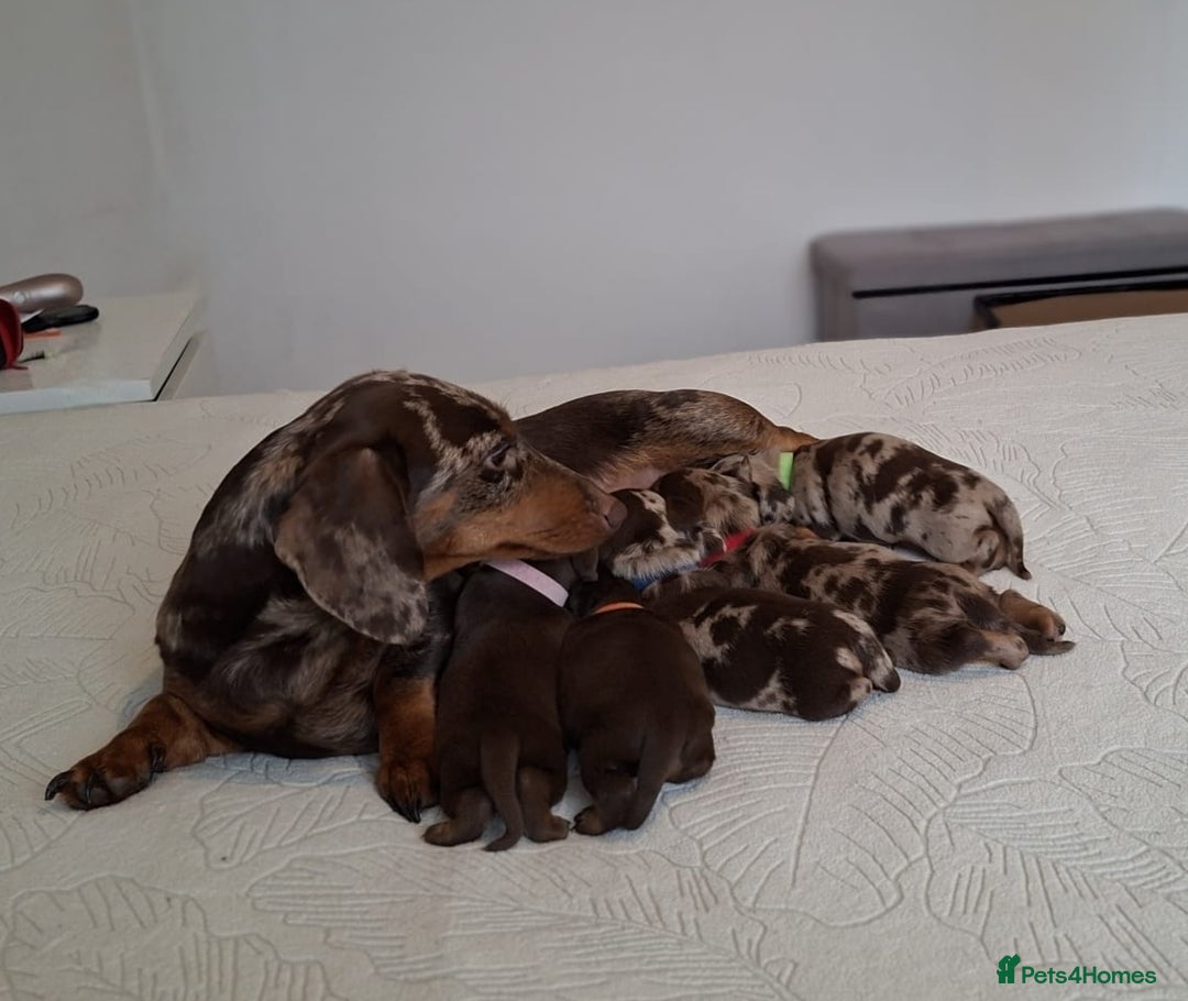Miniature Dachshund dogs for sale: ❤️ 5 Adorable Mini Dachshund Puppies Ready to Love - Image 1