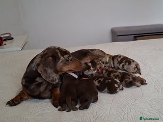 Miniature Dachshund dogs for sale - Advert 1