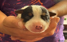 Jack Russell dogs for sale: Bred From Health Tested Parents - Image 10