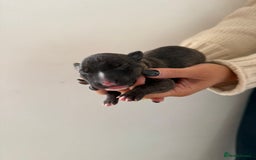 English Bull Terrier dogs for sale: Champion line EBT Puppies - Image 24
