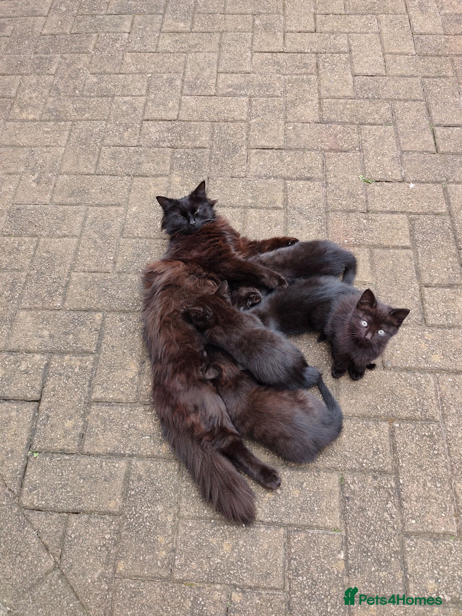 British Longhair cats Kittens  - Advert 1