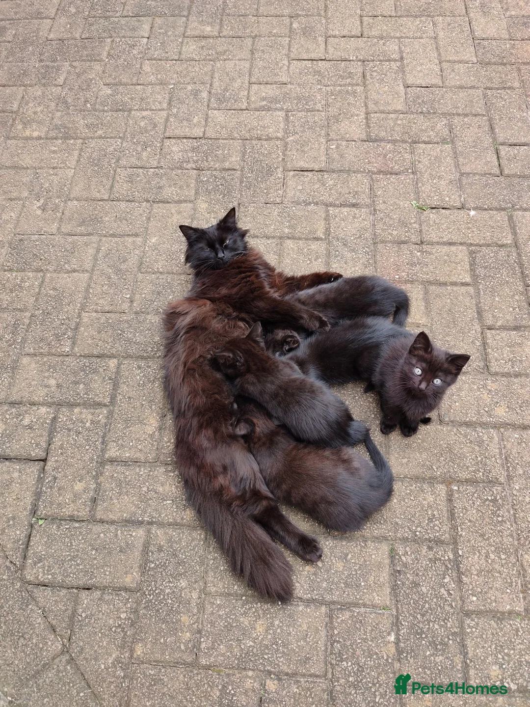 British Longhair cats for sale: Kittens  in Northampton - Advert 1
