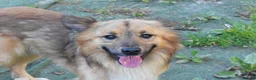 Mixed Breed dogs for adoption: Balto in Tonypandy - Advert 2