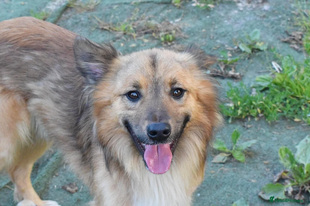 Mixed Breed dogs for adoption: Balto in Tonypandy - Advert 2