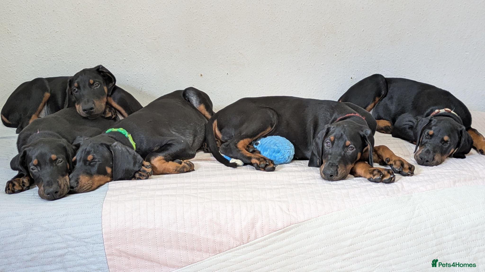 Dobermann dogs Available for new homes!KC✅vaccination✅ microchip✅ - Advert 9