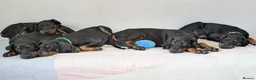 Dobermann dogs for sale: Ready for new homes today!Vaccination✅ microchip✅ - Advert 11