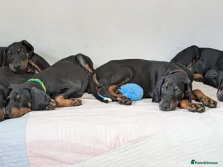 Dobermann dogs Available for new homes!KC✅vaccination✅ microchip✅ - Advert 9