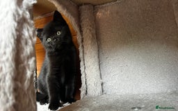 British Shorthair cats for sale: Kittens for forever homes - Image 9