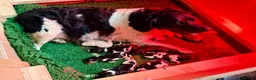 Brittany Spaniel dogs for sale: Brittanys  - Advert 6