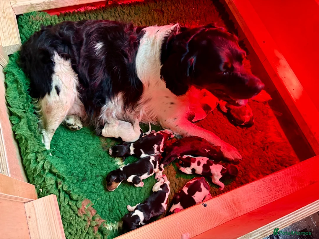 Brittany Spaniel dogs for sale: Brittanys  - Advert 6