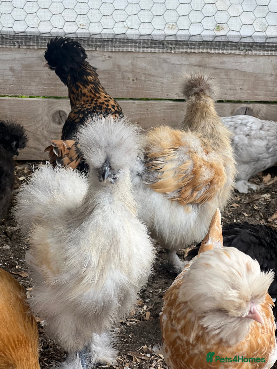 Chickens poultry for sale: Silkie pullets for sale - Image 3