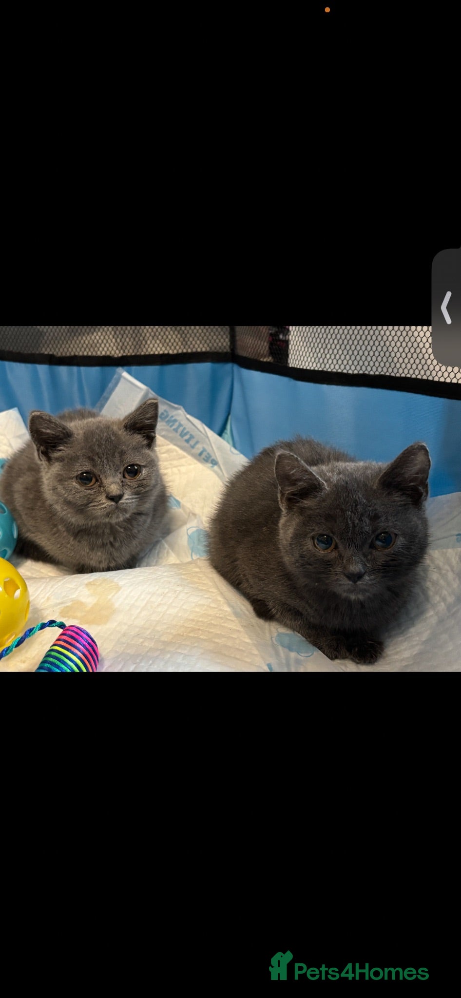 British Shorthair cats British short hair male and female for sale - Advert 3