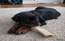 Rottweiler dogs for sale: Male Rottweiler Puppy 6 Months Old - Advert 6