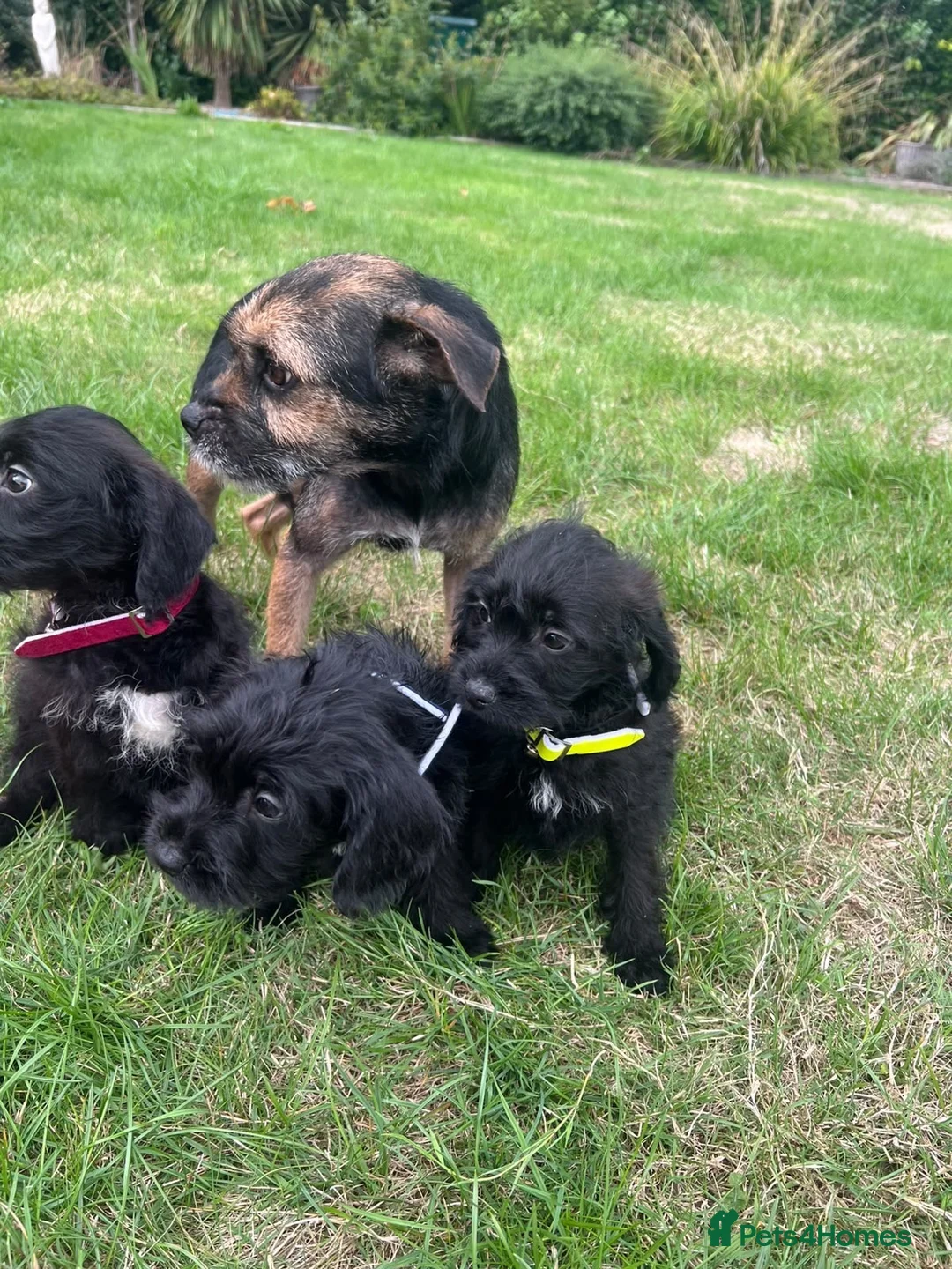 Mixed Breed dogs for sale: Bordoodle in Tonbridge - Advert 8
