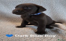 Labrador Retriever dogs for sale: Adorable Labrador Retriever Puppies  - Image 5