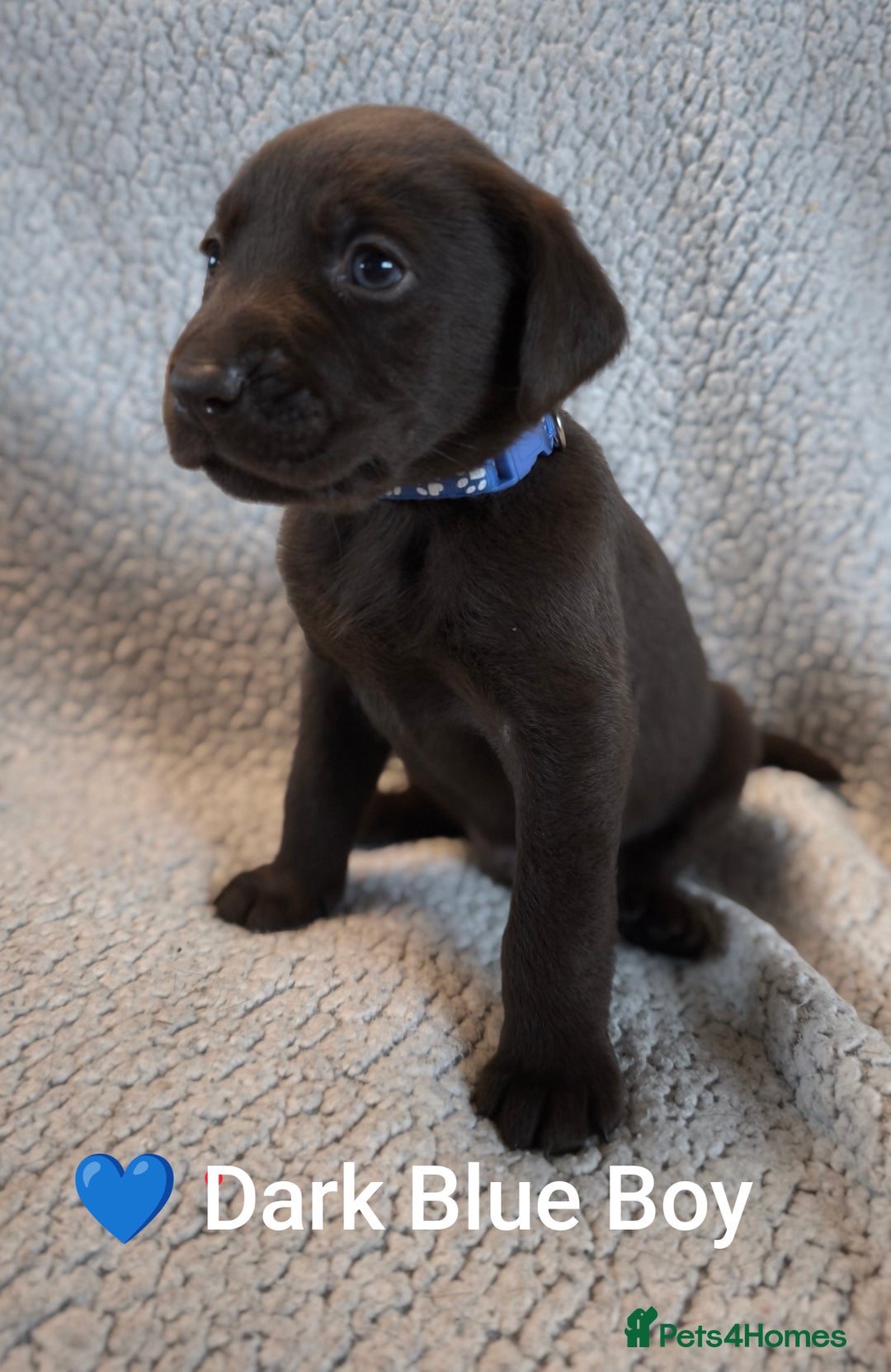Labrador Retriever dogs for sale: Adorable Labrador Retriever Puppies  - Image 5