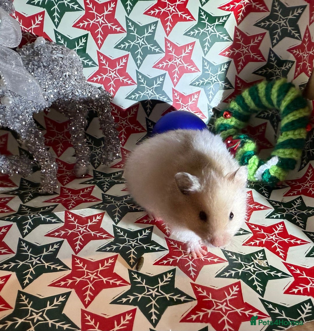 Hamster rodents for sale: Baby hamsters for sale - Advert 12