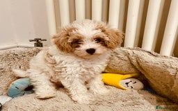 Cavapoochon dogs for sale: 2 Cavapoochons girls for sale. Wilmslow. Cheshire. - Image 6