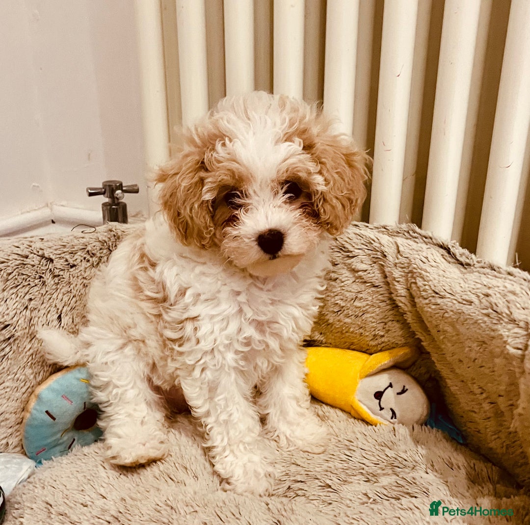 Cavapoochon dogs for sale: 2 Cavapoochons girls for sale. Wilmslow. Cheshire. - Image 6