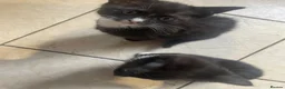 Mixed Breed cats for sale: Two beautiful female kittens in Torpoint - Advert 7