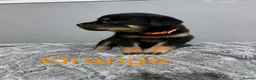 Rottweiler dogs for sale: 🐾 KC REGISTERED ROTTWEILER PUPS  - Advert 7