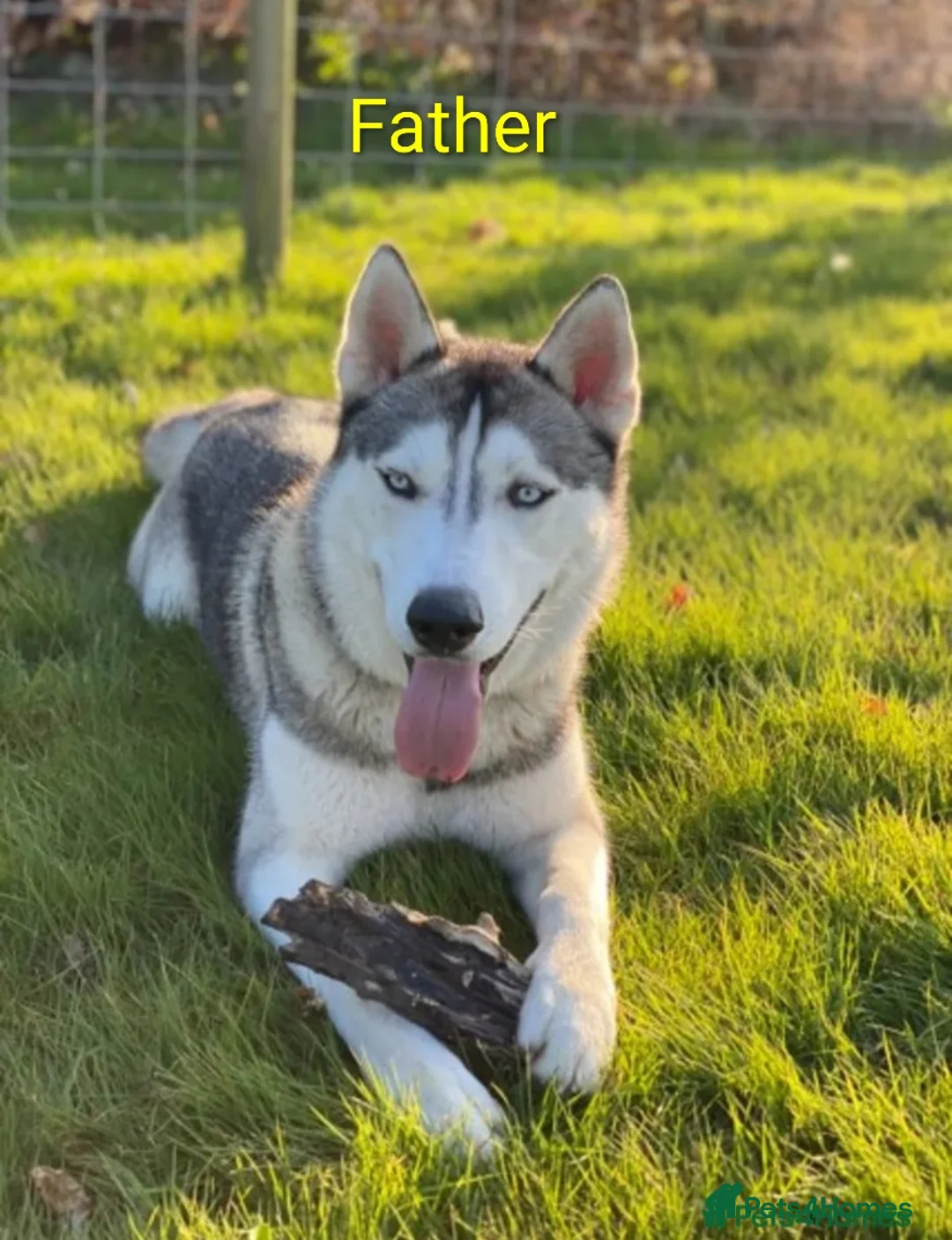 Siberian Husky dogs for sale: Beautiful Siberian husky litter - Advert 13