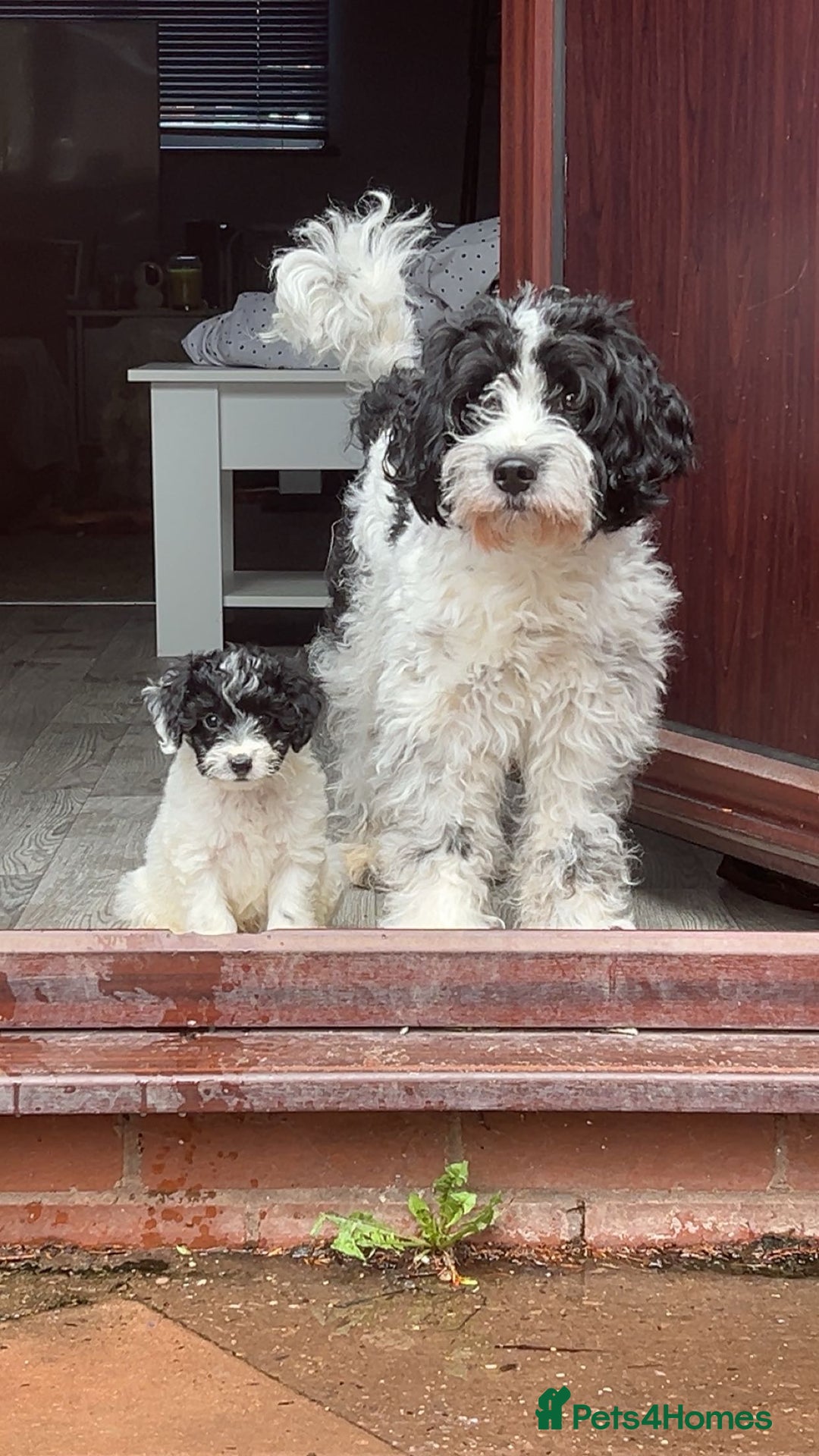 Shihpoo dogs for sale: 2 Male Stunning Shihpoo x Sproodle pups - Advert 6