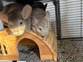 Chinchilla rodents Baby female chinchilla - Advert 1