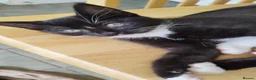 Mixed Breed cats for sale: 4 tuxedo black/white cuties looking for a home - Advert 15