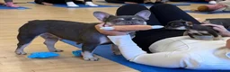 French Bulldog dogs for sale: HEALTH TESTED QUALITY FRENCH BULLDOG PUPPIES - Advert 3