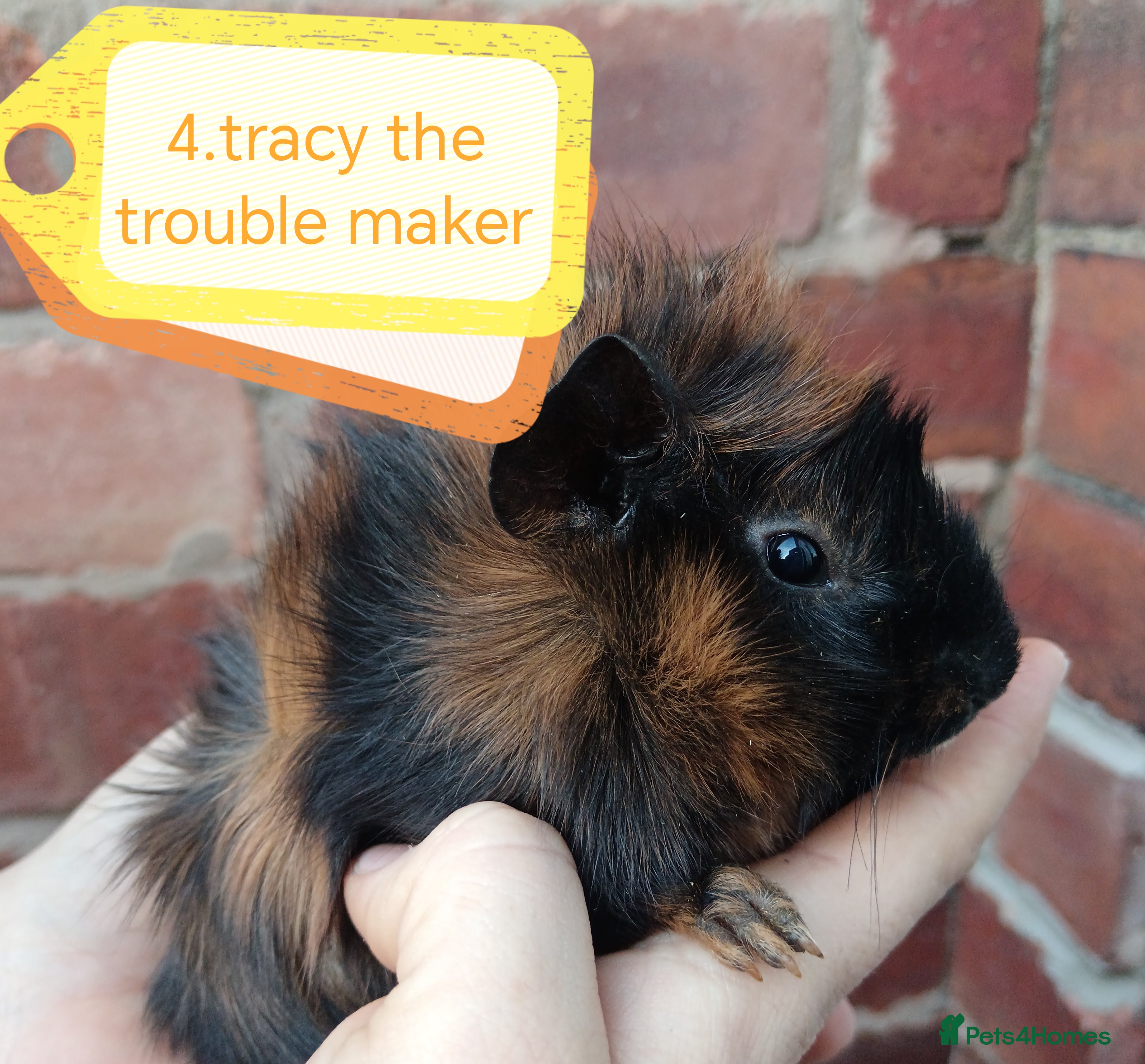 Guinea Pig rodents ♥️ Beautiful Abyssinian girl guinea pigs ♥️ - Advert 11