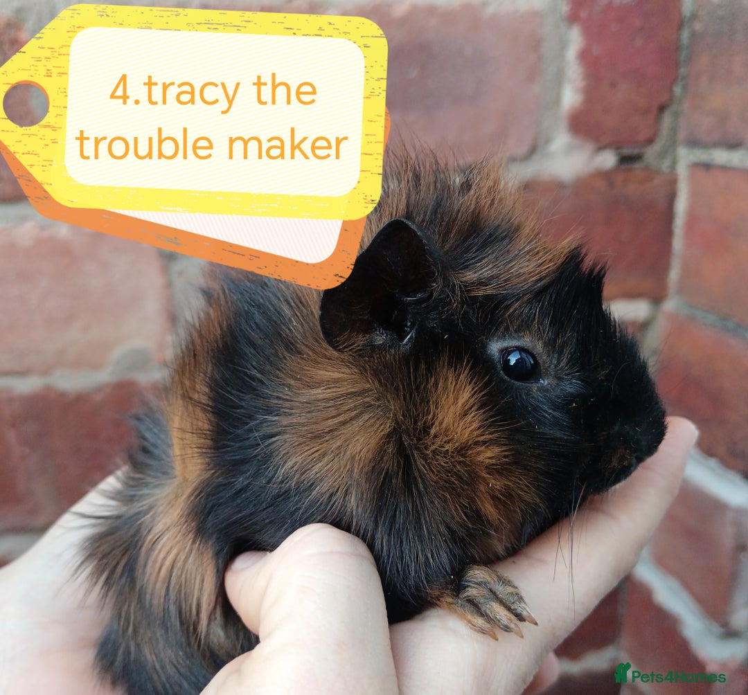 Guinea Pig rodents for sale: ♥️ Beautiful Abyssinian girl guinea pigs ♥️ - Advert 2