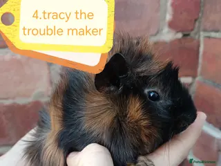 Guinea Pig rodents ♥️ Beautiful Abyssinian girl guinea pigs ♥️ - Advert 12