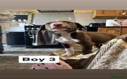 Border Collie dogs for sale: Working chocolate border collies 1 BOY LEFT - Image 4