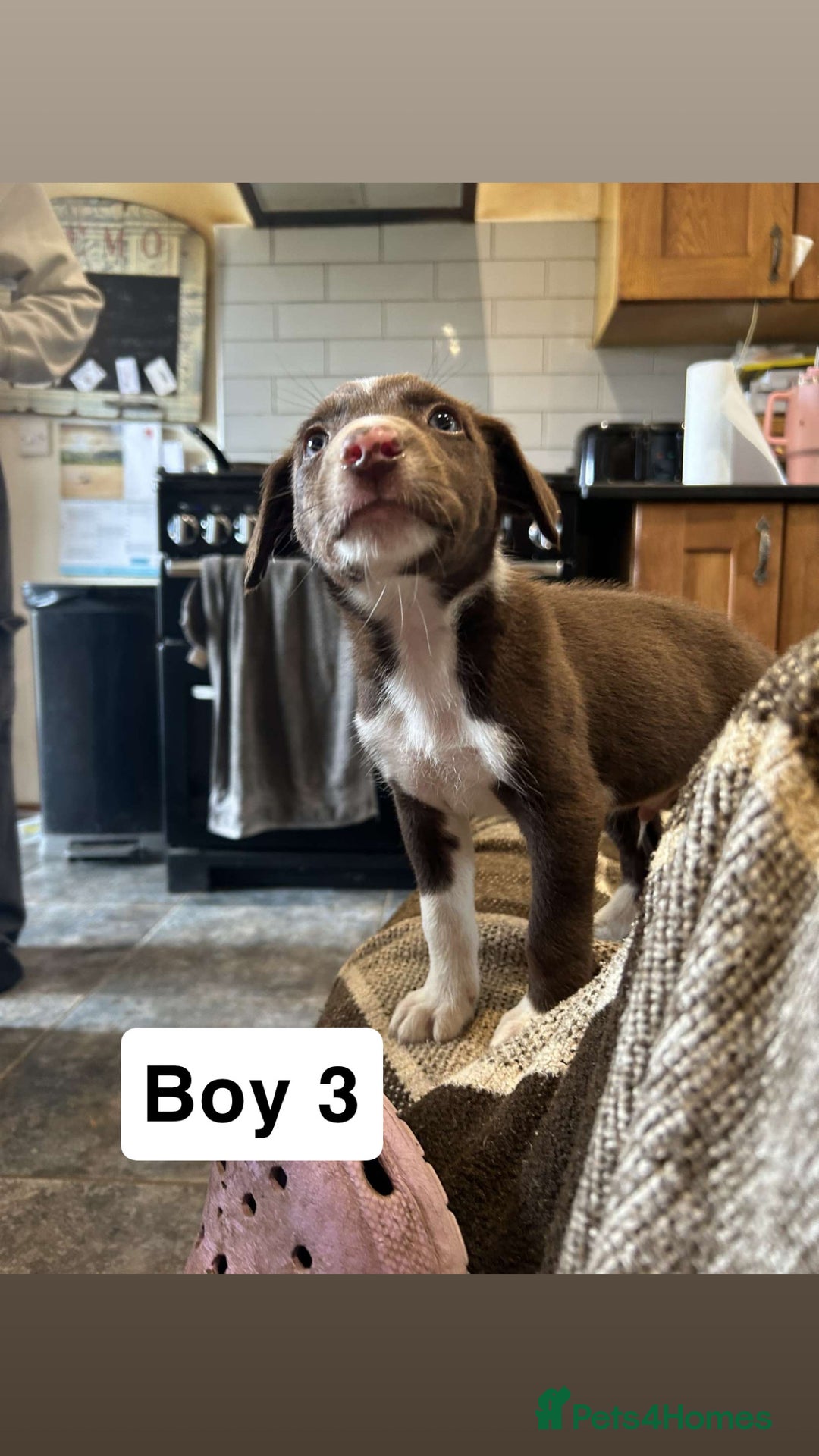 Border Collie dogs for sale: Working chocolate border collies 1 BOY LEFT - Image 4