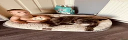 Mixed Breed dogs for sale: MALE STUD READY  in Tamworth - Advert 26