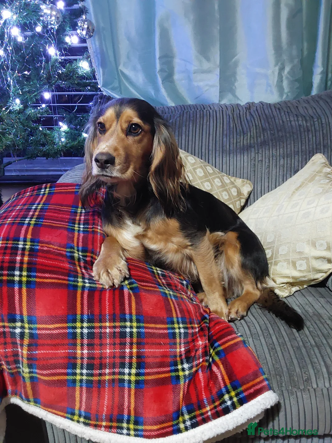 Cocker Spaniel dogs for sale: Kc registered show cocker spaniel malli & mungo  - Advert 15