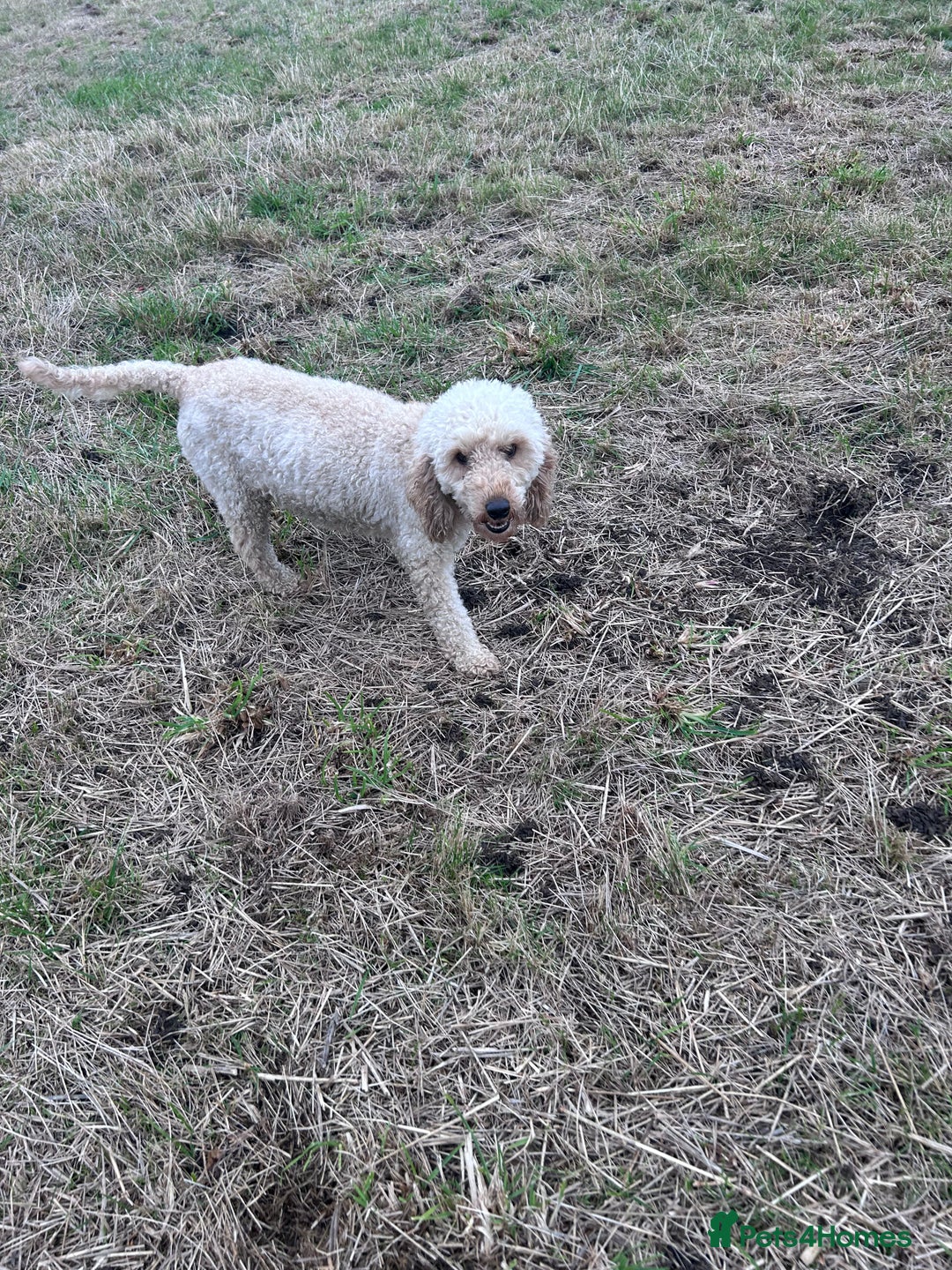 Miniature Poodle dogs for sale: Miniature poodles - Advert 23