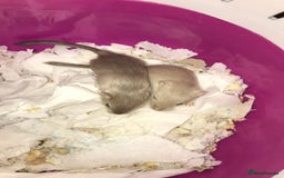 Gerbil rodents for sale: Friendly baby gerbils for sale (mix of colours) - Advert 4
