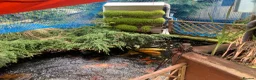 Koi Carp fish for sale: Pond clearance - Advert 27