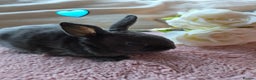 Rex rabbits for sale: 🐰🐰Beautiful baby mini rex 🐰🐰 - Advert 19