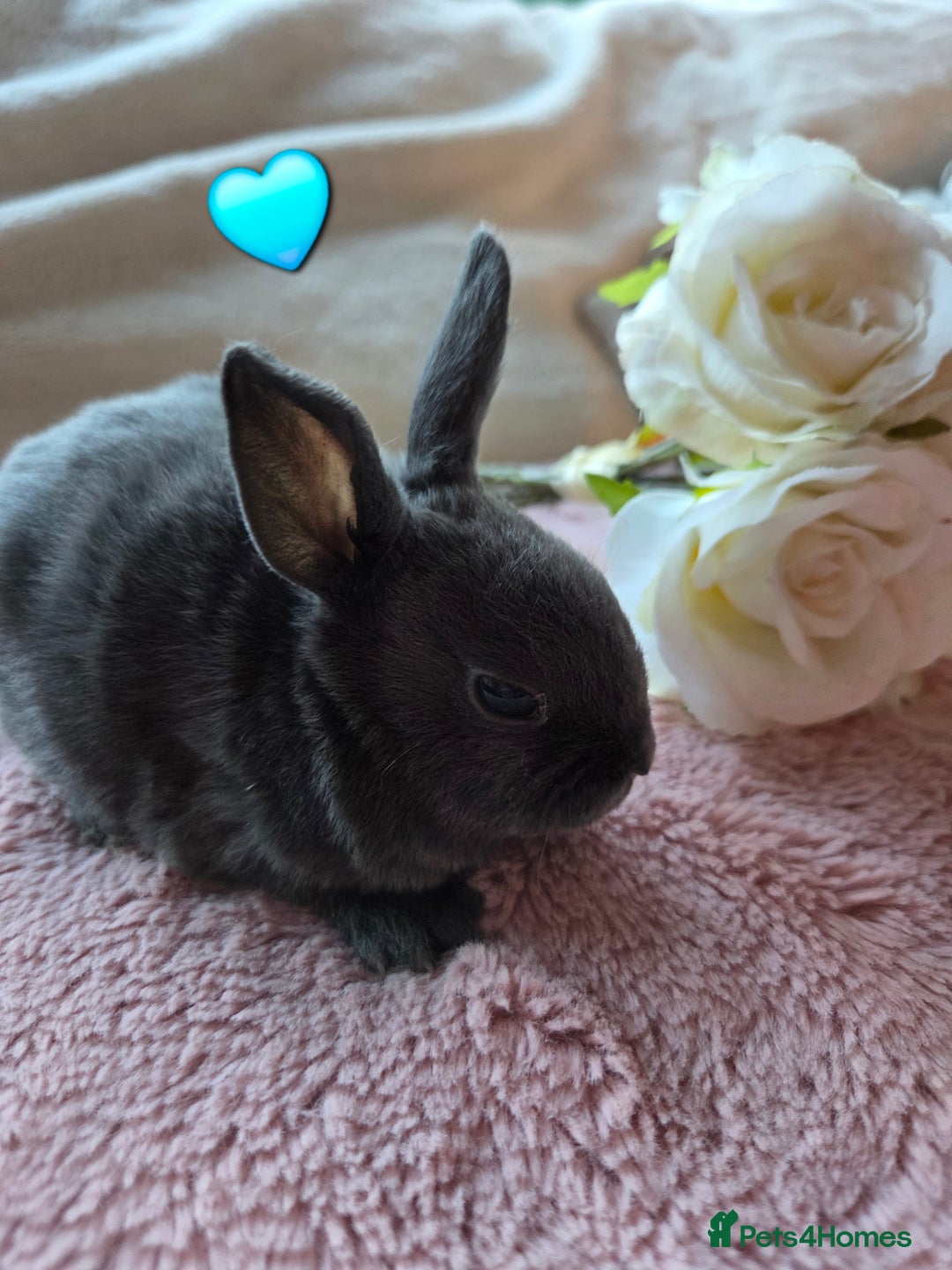 Rex rabbits for sale: 🐰🐰Beautiful baby mini rex 🐰🐰 - Advert 19