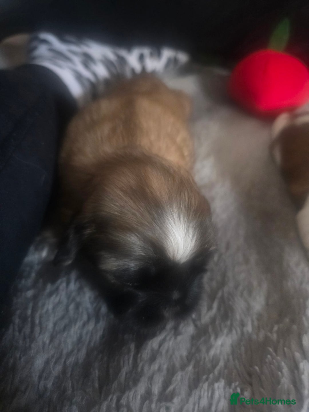 Shih Tzu dogs for sale: Teddy Bear Shiuz - Advert 12