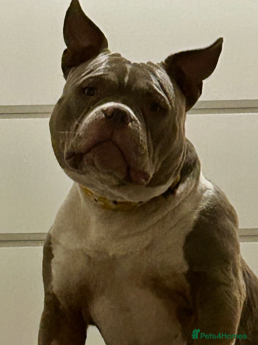 American Bully dogs for sale: American pocket bully bitch  - Advert 6